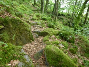 sentier